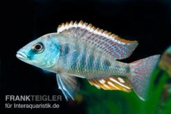 Grüner Maulbrüter, Otopharynx Tetrastigma, DNZ 3 Grüner Maulbrüter, Otopharynx Tetrastigma, DNZ -Zoofachgeschäft Otopharynx tetrastigma 5