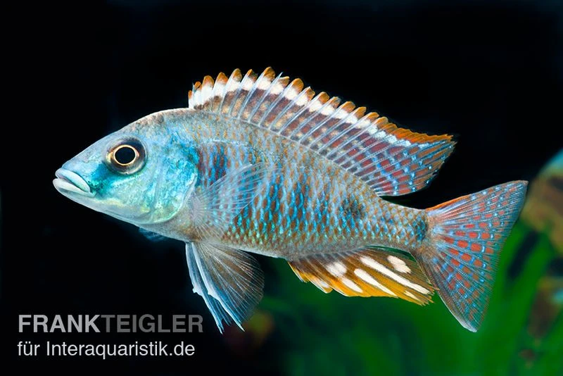Grüner Maulbrüter, Otopharynx tetrastigma, DNZ Grüner Maulbrüter, Otopharynx Tetrastigma, DNZ -Zoofachgeschäft Otopharynx tetrastigma 5