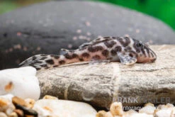 Ozelot-Harnischwels, Hypancistrus Spec. L174, 3-4 Cm -Zoofachgeschäft Ozelot Harnischwels Hypancistrus spec L174 2