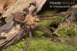 Paganus-Vogelspinne, Cyriopagopus Schioedtei