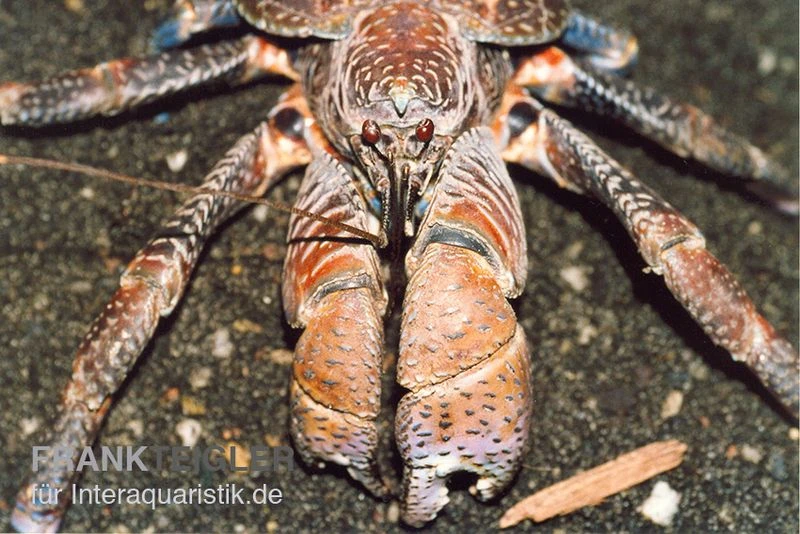 Palmendieb, Birgus latro Palmendieb, Birgus Latro -Zoofachgeschäft Palmendieb Birgus latro 01