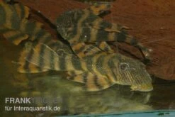 Harnischwels, L397, Panaqolus Sp. -Zoofachgeschäft Panaquolus L397