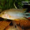 Panduros Zwergbuntbarsch, Apistogramma Panduro, Paarwweise -Zoofachgeschäft Panduros Zwergbuntbarsch Apistogramma panduro neu 1