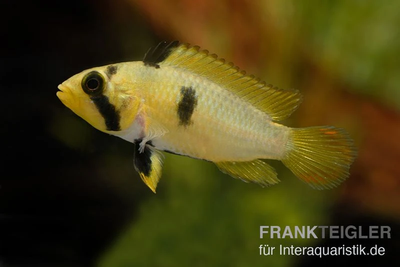 Panduros Zwergbuntbarsch, Apistogramma panduro, paarwweise Panduros Zwergbuntbarsch, Apistogramma Panduro, Paarwweise -Zoofachgeschäft Panduros Zwergbuntbarsch Apistogramma panduro neu 2