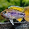 Papagei-Zwergbuntbarsch, Apistogramma Cf. Ortegai "Purple", Paarweise