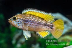 Papagei-Zwergbuntbarsch, Apistogramma Cf. Ortegai "Purple", Paarweise -Zoofachgeschäft Papagei Zwergbuntbarsch Apistogramma cf ortegai Purple 2