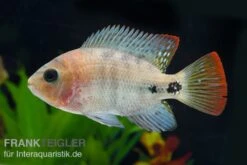 Quetzal-Buntbarsch, Cichlasoma Synspilum, DNZ -Zoofachgeschäft Paraneetroplus melanurus 7