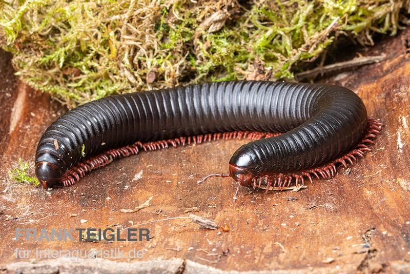 Parilis-Tausendfüßer, Mardonius parilis acuticonus Parilis-Tausendfüßer, Mardonius Parilis Acuticonus -Zoofachgeschäft Parilis Tausendfuesser Mardonius parilis acuticonus 2