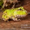 Pazifischer Hornfrosch, Ceratophrys Stolzmanni -Zoofachgeschäft Pazifischer Hornfrosch Ceratophrys stolzmanni 1