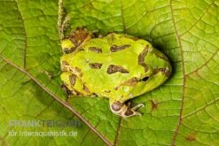 Pazifischer Hornfrosch, Ceratophrys Stolzmanni -Zoofachgeschäft Pazifischer Hornfrosch Ceratophrys stolzmanni 3