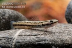 Pelewensis-Grundel, Stiphodon Pelewensis, 1 Paar 4 Pelewensis-Grundel, Stiphodon Pelewensis, 1 Paar -Zoofachgeschäft Pelewensis Grundel Stiphodon pelewensis female 1