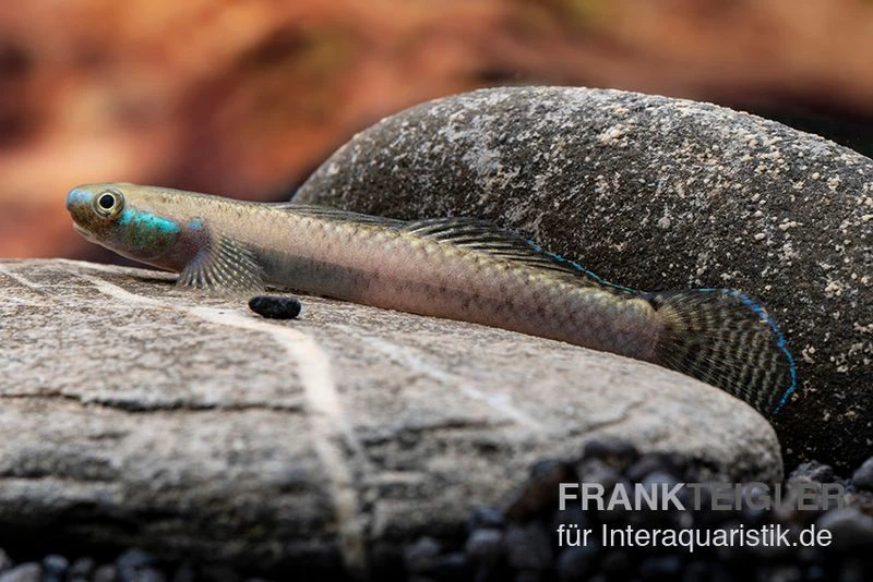 Pelewensis-Grundel, Stiphodon pelewensis, 1 Paar Pelewensis-Grundel, Stiphodon Pelewensis, 1 Paar -Zoofachgeschäft Pelewensis Grundel Stiphodon pelewensis male 1