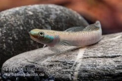 Pelewensis-Grundel, Stiphodon Pelewensis, 1 Paar 3 Pelewensis-Grundel, Stiphodon Pelewensis, 1 Paar -Zoofachgeschäft Pelewensis Grundel Stiphodon pelewensis male 2