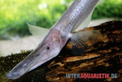 Pelikan-Messerfisch, Compsaraia Samueli -Zoofachgeschäft Pelikan Messerfisch Compsaraia samueli 2