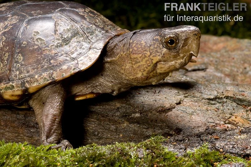 Pennsylvania-Klappschildkröte, Kinosternon subrubrum Pennsylvania-Klappschildkröte, Kinosternon Subrubrum -Zoofachgeschäft Pennsylvania Klappschildkroete Kinosternon subrubrum 1