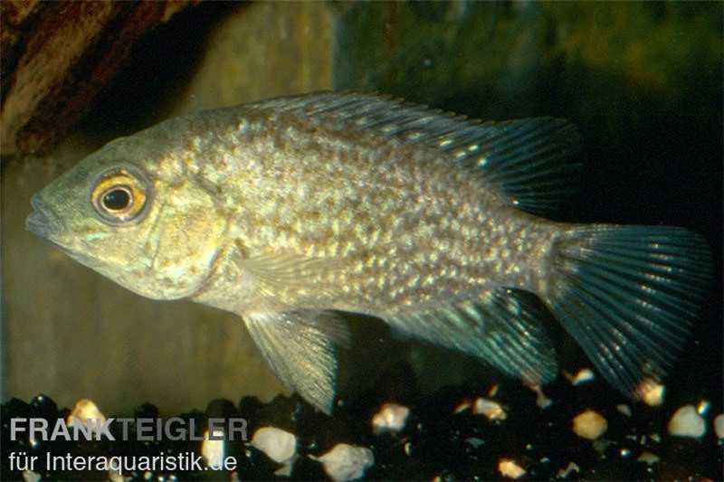 Perlcichlide, Herichthys cyanoguttatus Perlcichlide, Herichthys Cyanoguttatus -Zoofachgeschäft Perlcichlide Herichthys cyanoguttatus