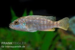 Perle Von Likoma, Melanochromis Joanjohnsonae -Zoofachgeschäft Perle von Likoma Melanochromis exasperatus 2