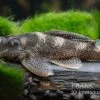 Perlhuhn-Harnischwels, L262, Hypancistrus Sp. -Zoofachgeschäft Perlhuhn Harnischwels L 262 Hypancistrus sp 1