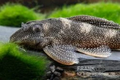 Perlhuhn-Harnischwels, L262, Hypancistrus Sp. -Zoofachgeschäft Perlhuhn Harnischwels L 262 Hypancistrus sp 2