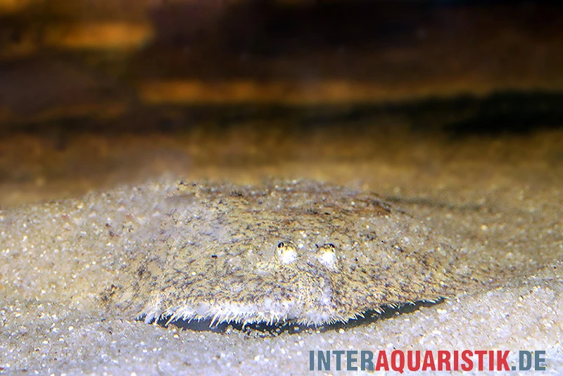 Peru-Süßwasserflunder, Hypoclinemus mentalis Peru-Süßwasserflunder, Hypoclinemus Mentalis -Zoofachgeschäft Peru Suesswasserflunder Hypoclinemus mentalis 1