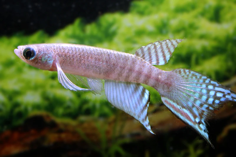 Peruanischer Fächerkärpfling, Pterolebias peruensis Peruanischer Fächerkärpfling, Pterolebias Peruensis -Zoofachgeschäft Peruanischer Faecherkaerpfling Pterolebias peruensis 1