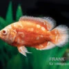 Pfauenaugenbuntbarsch "Albino Red Nemo", Astronotus Ocellatus -Zoofachgeschäft Pfauenaugenbuntbarsch Albino Red Nemo Astronotus ocellatus 1