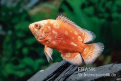 Pfauenaugenbuntbarsch "Albino Red Nemo", Astronotus Ocellatus -Zoofachgeschäft Pfauenaugenbuntbarsch Albino Red Nemo Astronotus ocellatus 2
