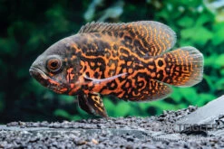 Pfauenaugenbuntbarsch "Black Tiger", Astronotus Ocellatus -Zoofachgeschäft Pfauenaugenbuntbarsch Black Tiger Astronotus ocellatus 1