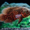 Pfauenaugenbuntbarsch "Black Tiger", Astronotus Ocellatus -Zoofachgeschäft Pfauenaugenbuntbarsch Black Tiger Astronotus ocellatus 2