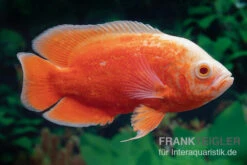 Pfauenaugenbuntbarsch "Red Chili", Astronotus Ocellatus -Zoofachgeschäft Pfauenaugenbuntbarsch Red Chili Astronotus ocellatus 2