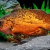 Pfauenaugenbuntbarsch "Smooth Red", Astronotus Ocellatus "Smooth Red" 1 Pfauenaugenbuntbarsch "Smooth Red", Astronotus Ocellatus "Smooth Red" -Zoofachgeschäft Pfauenaugenbuntbarsch Smooth Red Astronotus ocellatus 1