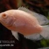 Albino Oscar, Pfauenaugenbuntbarsch, Astronotus Ocellatus -Zoofachgeschäft Pfauenaugenbuntbarsch albino Astronotus ocellatus 1