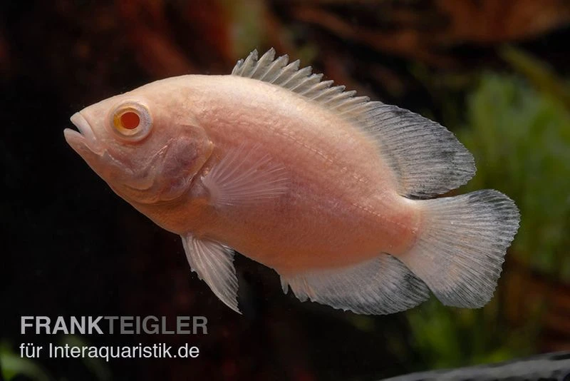 Albino Oscar, Pfauenaugenbuntbarsch, Astronotus ocellatus Albino Oscar, Pfauenaugenbuntbarsch, Astronotus Ocellatus -Zoofachgeschäft Pfauenaugenbuntbarsch albino Astronotus ocellatus 1