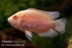 Albino Oscar, Pfauenaugenbuntbarsch, Astronotus Ocellatus 3 Albino Oscar, Pfauenaugenbuntbarsch, Astronotus Ocellatus -Zoofachgeschäft Pfauenaugenbuntbarsch albino Astronotus ocellatus 2
