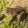Pfützenfrosch, Phrynobatrachus Calcaratus -Zoofachgeschäft Pfuetzenfrosch Phrynobatrachus calcaratus 11