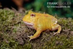 Pikachu-Pacman-Frog, Ceratophrys Cranwelli Pikachu