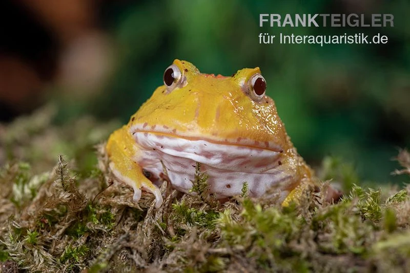 Pikachu-Pacman-Frog, Ceratophrys cranwelli Pikachu Pikachu-Pacman-Frog, Ceratophrys Cranwelli Pikachu -Zoofachgeschäft Pikachu Pacman Frog Ceratophrys cranwelli Pikachu 02