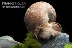Afrikanische Riesen-Apfelschnecke, Pila Wernei -Zoofachgeschäft Pila wernei 1a