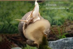 Afrikanische Riesen-Apfelschnecke, Pila Wernei -Zoofachgeschäft Pila wernei 5a