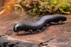 Pink Gestreifter Tausendfüßer, Odontostreptus Sjoestedti -Zoofachgeschäft Pink gestreifter Tausendfuesser Odontostreptus sjoestedti 5