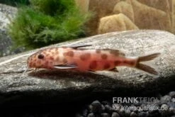 Pinker Kuckucks-Fiederbartwels, Synodontis Petricola "Pink" -Zoofachgeschäft Pinker Kuckucks Fiederbartwels Synodontis petricola Pink 2