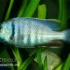 Likomamaulbrüter, Placidochromis Electra "Black Face", DNZ -Zoofachgeschäft Placidochromis electra likomamaulbrueter