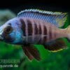 Mandalawi-Maulbrüter, Placidochromis "Electra Superior", DNZ -Zoofachgeschäft Placidochromis electra superior