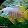 Placidochromis Spec. JALO REEF, DNZ -Zoofachgeschäft Placidochromis spec JALO REEF