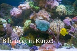 Purpurea-Achatschnecke, Archachatina Purpurea