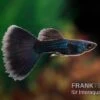Black Tail Ribbon Guppy, Poecilia Reticulata -Zoofachgeschäft Poecilia reticulata Black Tail Ribbon 3