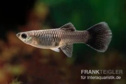 Black Tail Ribbon Guppy, Poecilia Reticulata -Zoofachgeschäft Poecilia reticulata Black Tail Ribbon 7