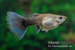 Blue Swallow Tail Guppy, Poecilia Reticulata -Zoofachgeschäft Poecilia reticulata Blue swallow tail 15