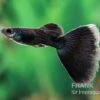 Charcoal Black Guppy, Poecilia Reticulata -Zoofachgeschäft Poecilia reticulata Charcoal black 9
