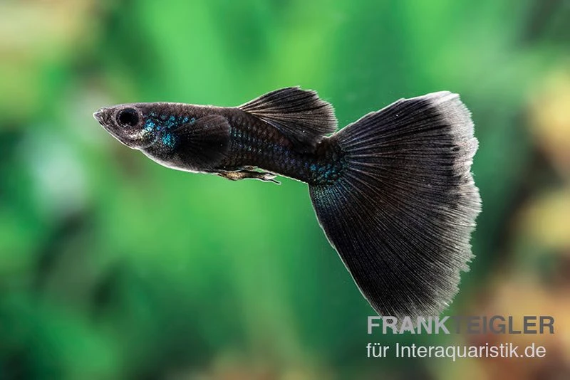 Charcoal Black Guppy, Poecilia reticulata Charcoal Black Guppy, Poecilia Reticulata -Zoofachgeschäft Poecilia reticulata Charcoal black 9